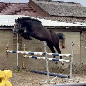 Caballo castrado sBs Caballo de Deporte Belga En venta 2023 Tordo