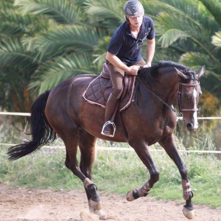 Yegua Silla Franc&eacute;s Donaci&oacute;n 2004 Bayo moreno por IDEM DE LAUME