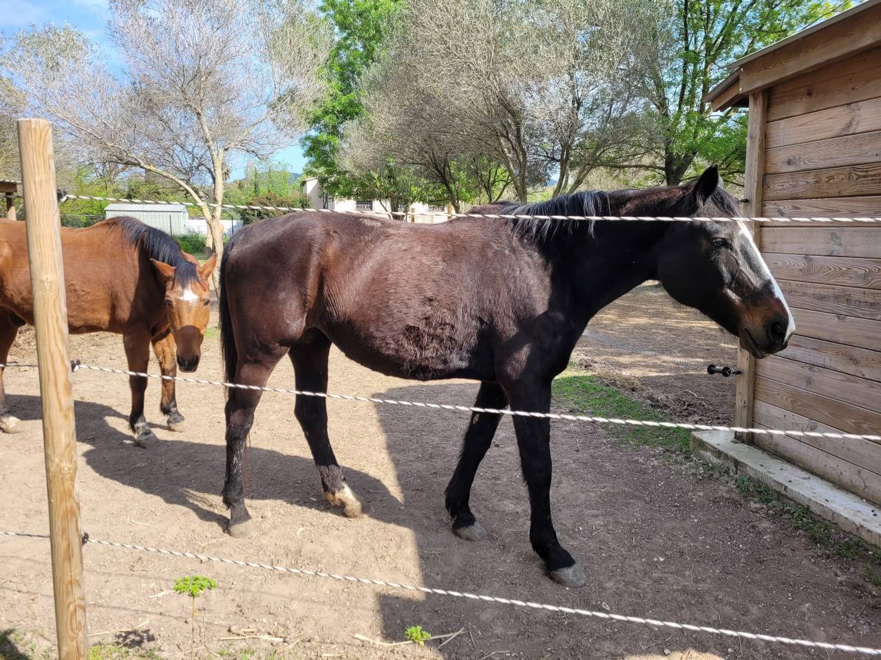 Yegua Silla Franc&eacute;s Donaci&oacute;n 2004 Bayo moreno por IDEM DE LAUME