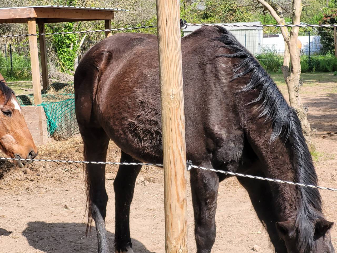 Yegua Silla Franc&eacute;s Donaci&oacute;n 2004 Bayo moreno por IDEM DE LAUME