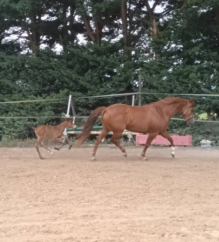 Yegua PFS Poni Fran&ccedil;&eacute;s de Silla En venta 2017 Alaz&aacute;n por Blue tinka Tilia
