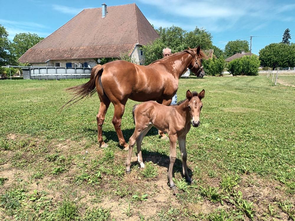 Yegua PFS Poni Fran&ccedil;&eacute;s de Silla En venta 2017 Alaz&aacute;n por Blue tinka Tilia