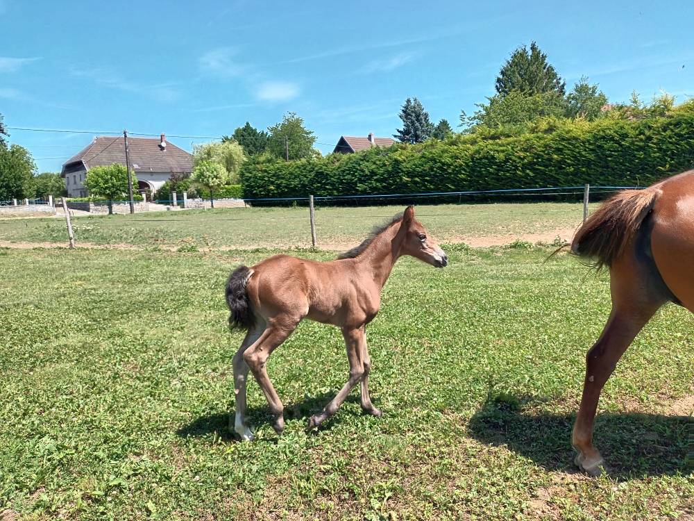 Yegua PFS Poni Fran&ccedil;&eacute;s de Silla En venta 2017 Alaz&aacute;n por Blue tinka Tilia