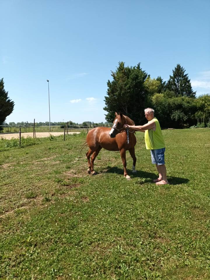 Yegua PFS Poni Fran&ccedil;&eacute;s de Silla En venta 2017 Alaz&aacute;n por Blue tinka Tilia