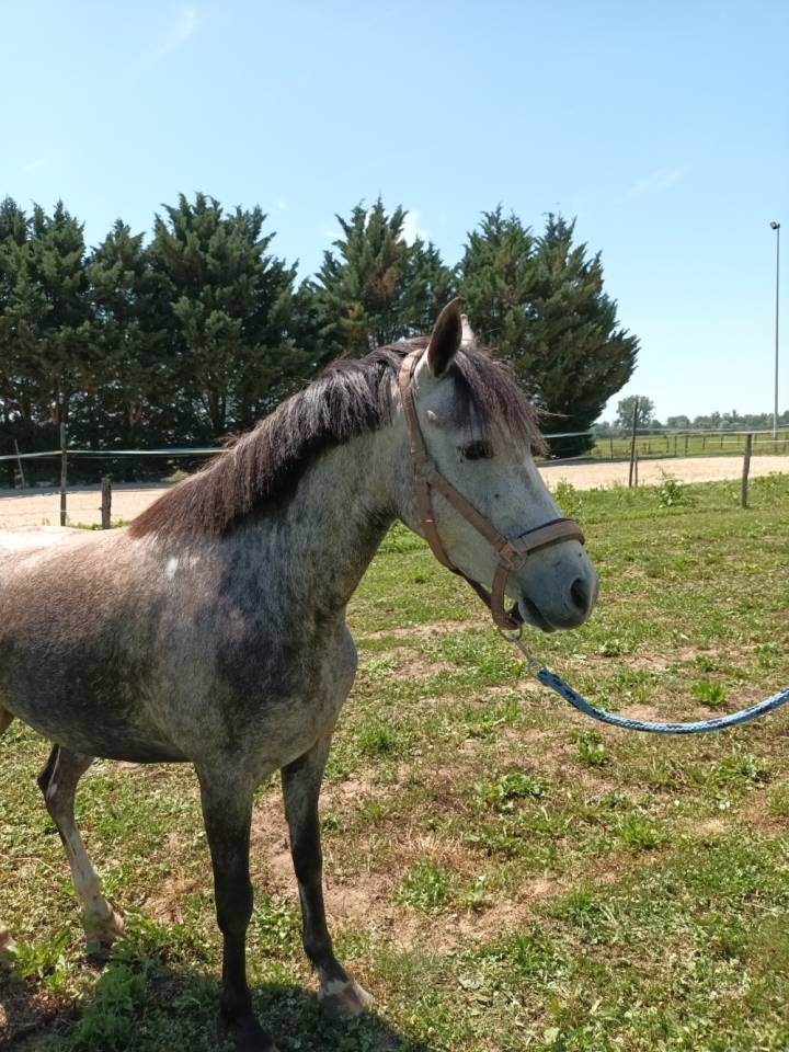 Yegua Welsh Part Bred En venta 2022 Tordo por Oc&eacute;an du levant
