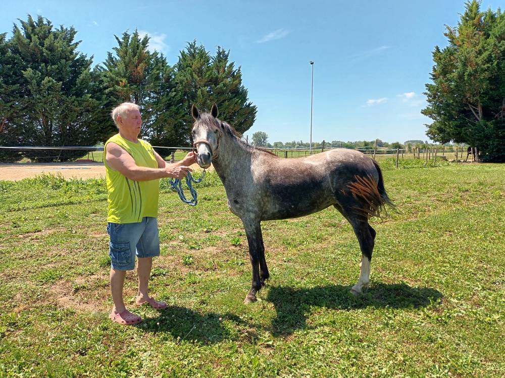 Yegua Welsh Part Bred En venta 2022 Tordo por Oc&eacute;an du levant