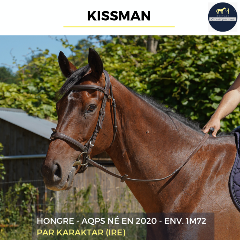 Caballo castrado AQPS En venta 2020 Bayo por KARAKTAR (IRE)