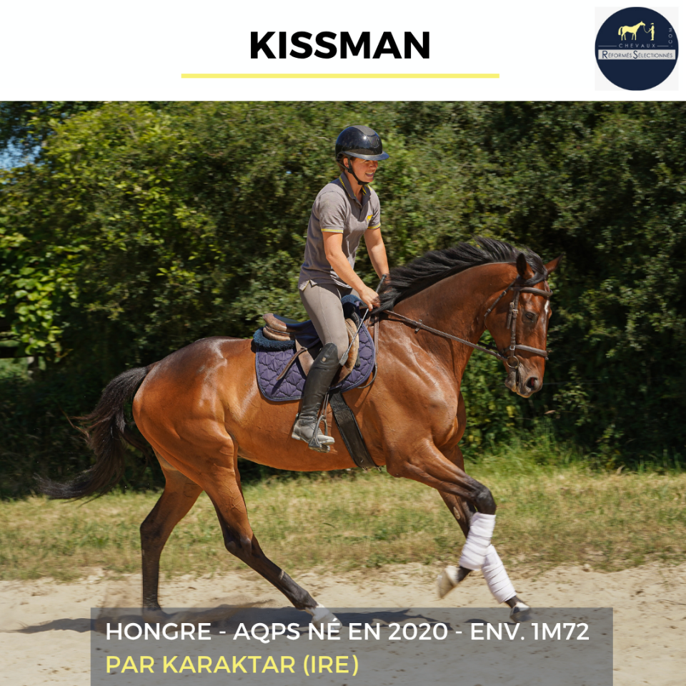 Caballo castrado AQPS En venta 2020 Bayo por KARAKTAR (IRE)