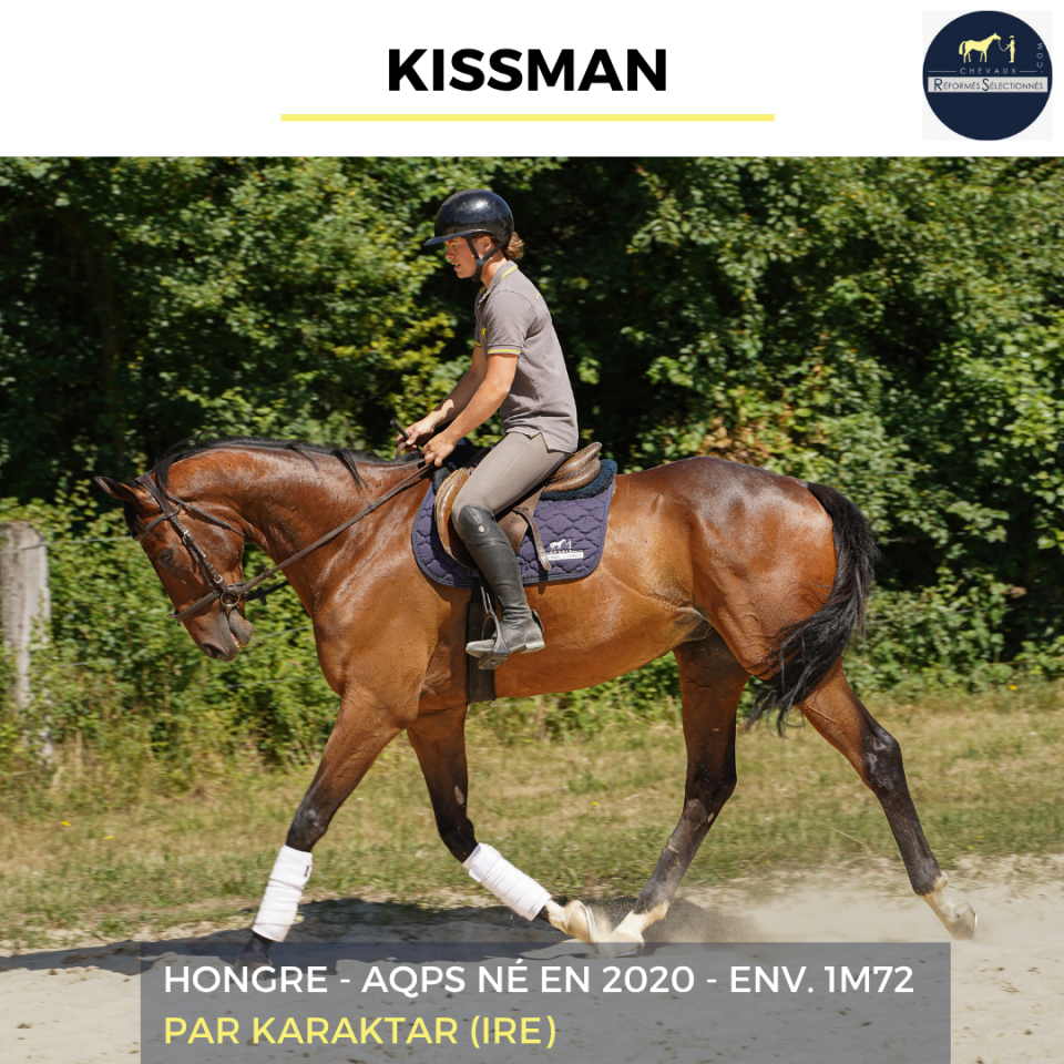 Caballo castrado AQPS En venta 2020 Bayo por KARAKTAR (IRE)