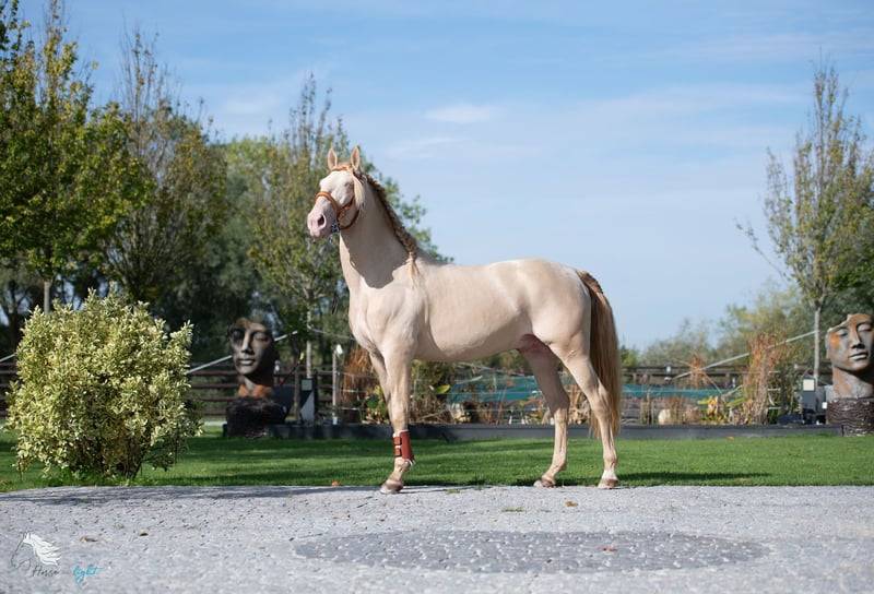 Caballo castrado Lusitano En venta 2012 Crema por SULTAO