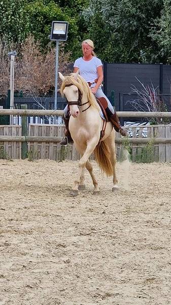 Caballo castrado Lusitano En venta 2012 Crema por SULTAO