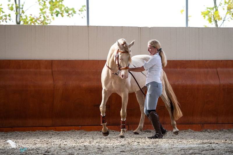 Caballo castrado Lusitano En venta 2012 Crema por SULTAO