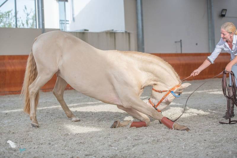 Caballo castrado Lusitano En venta 2012 Crema por SULTAO