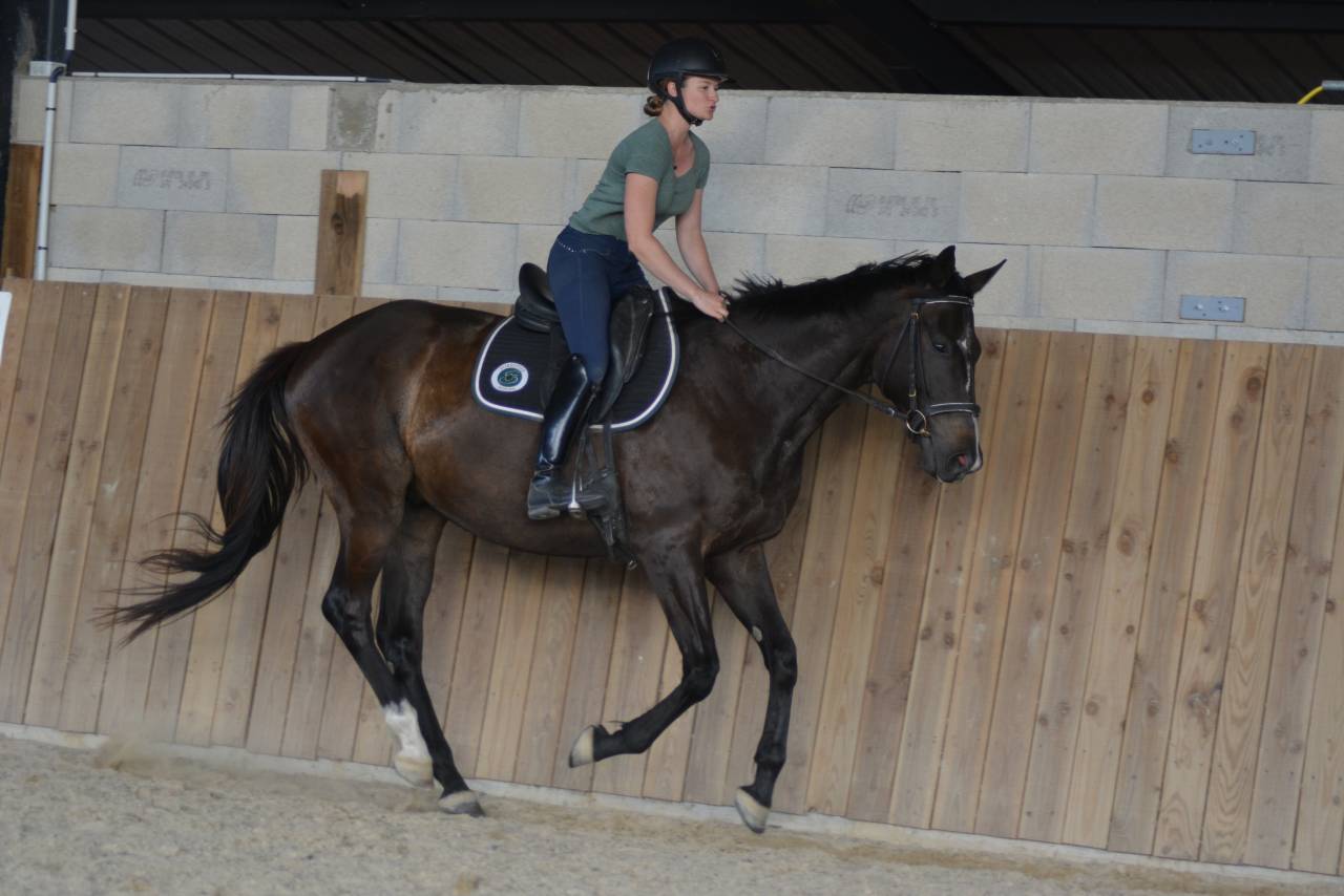 Caballo castrado Pura Sangre Ingl&eacute;s En venta 2021 Bayo moreno