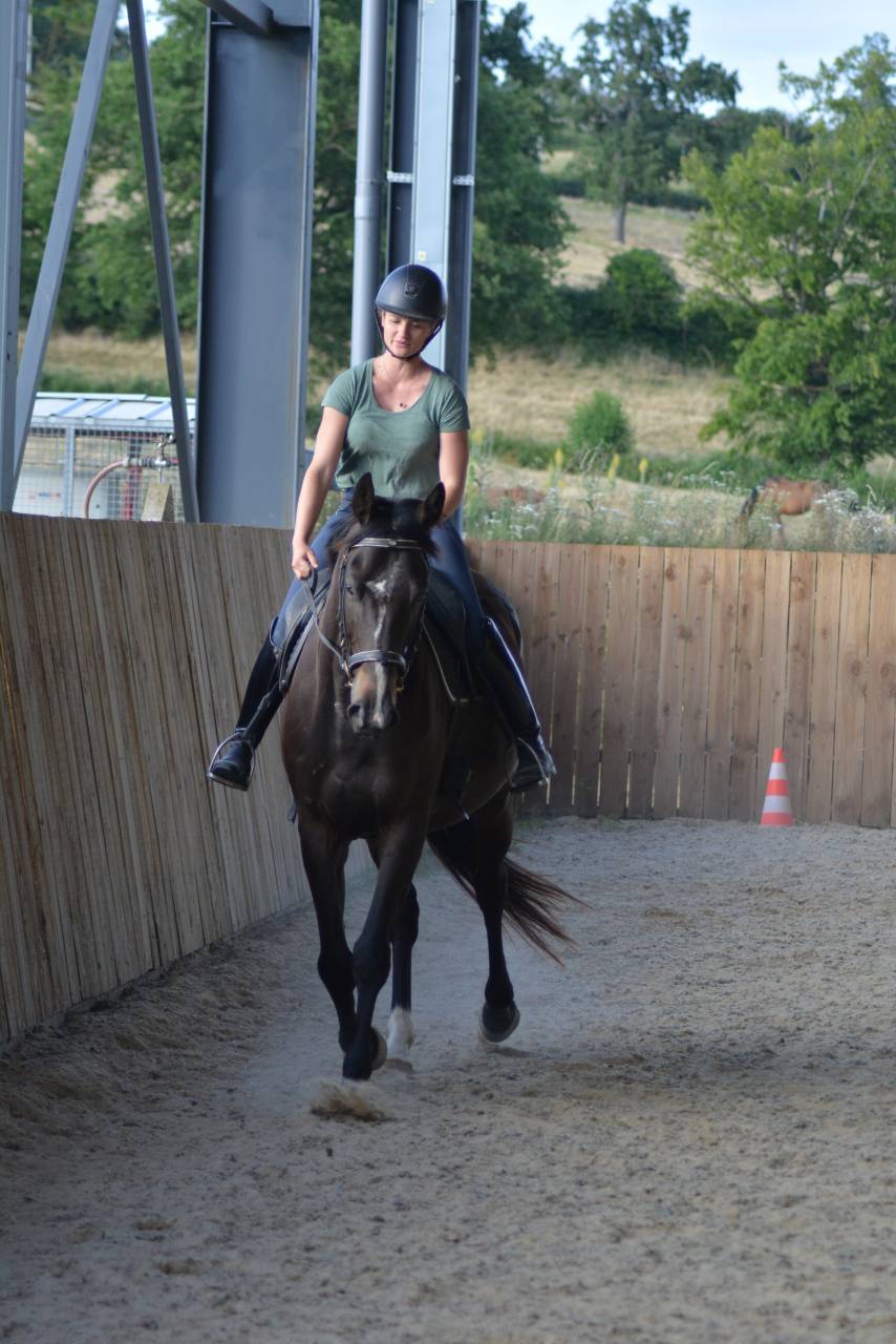 Caballo castrado Pura Sangre Ingl&eacute;s En venta 2021 Bayo moreno