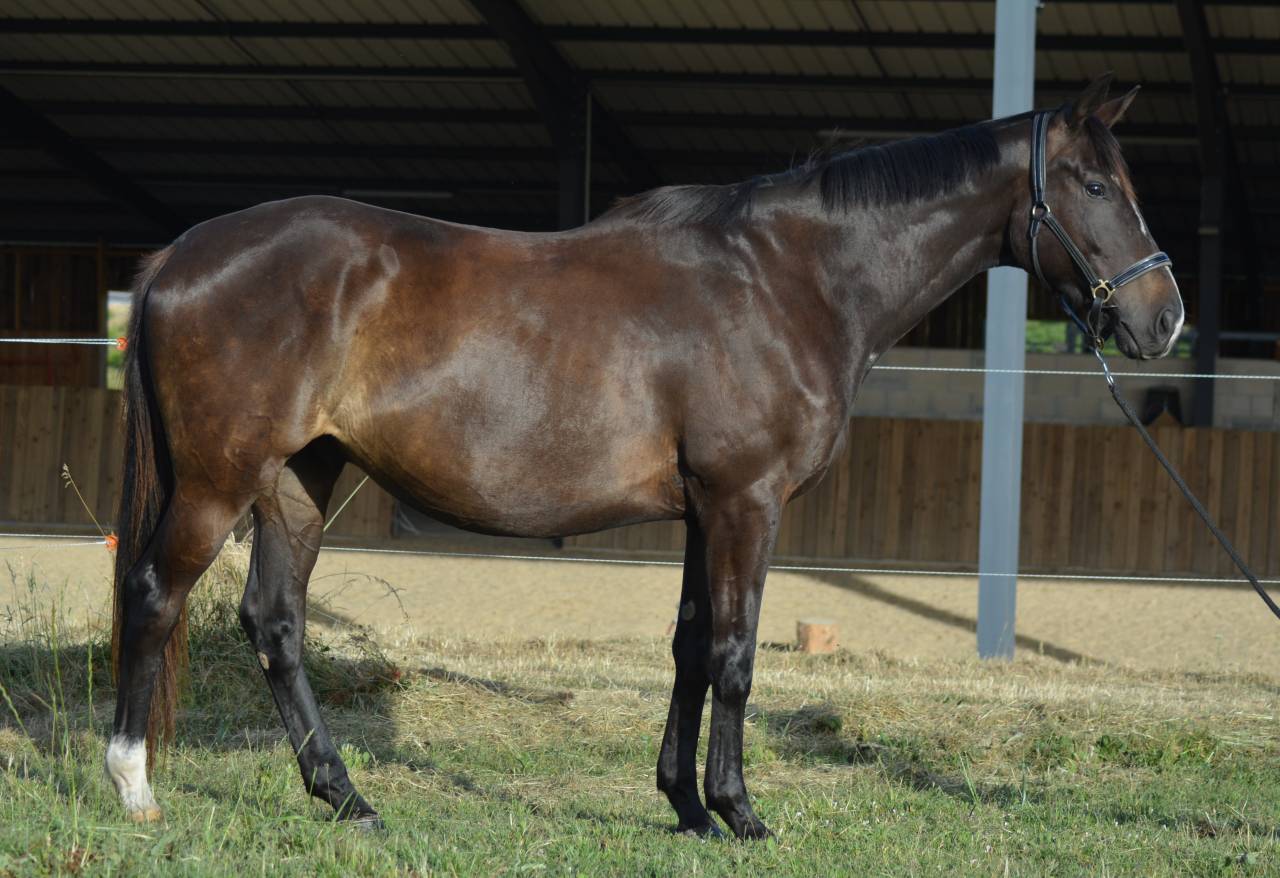 Caballo castrado Pura Sangre Ingl&eacute;s En venta 2021 Bayo moreno