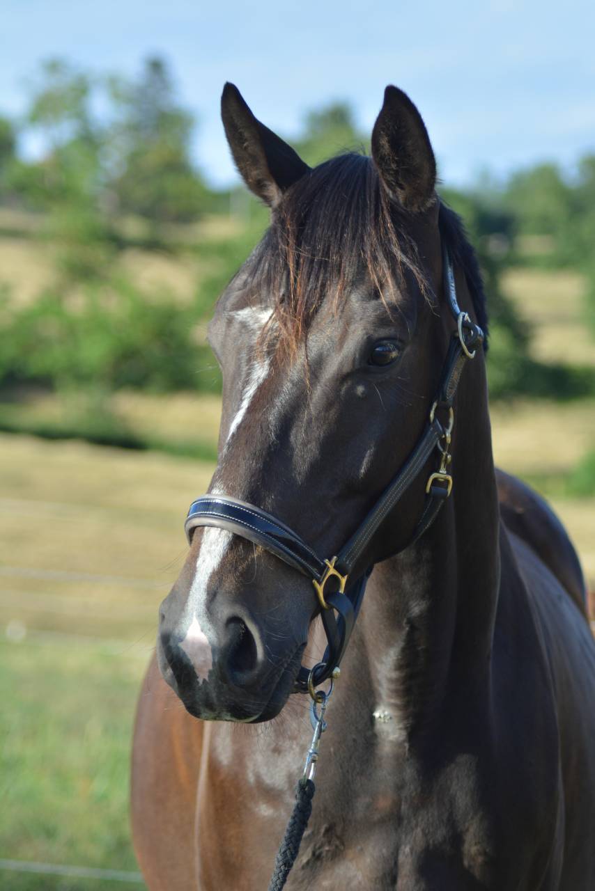 Caballo castrado Pura Sangre Ingl&eacute;s En venta 2021 Bayo moreno