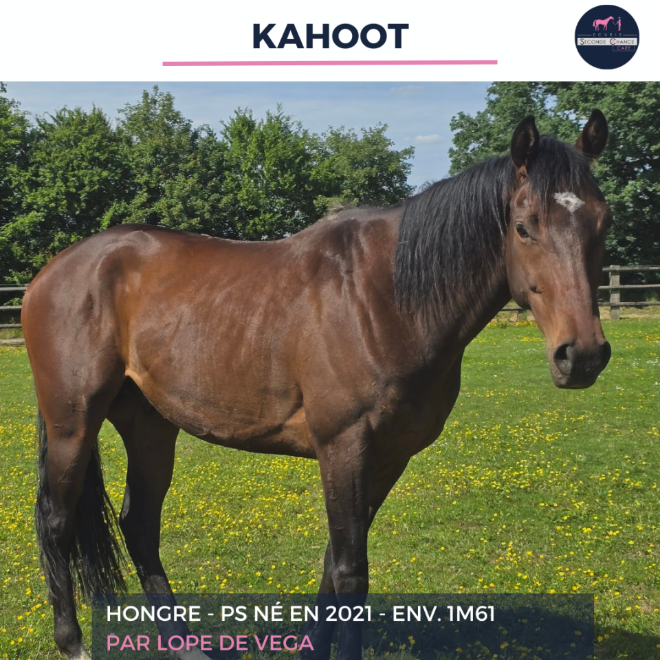 Caballo castrado Pura Sangre En venta 2021 Bayo