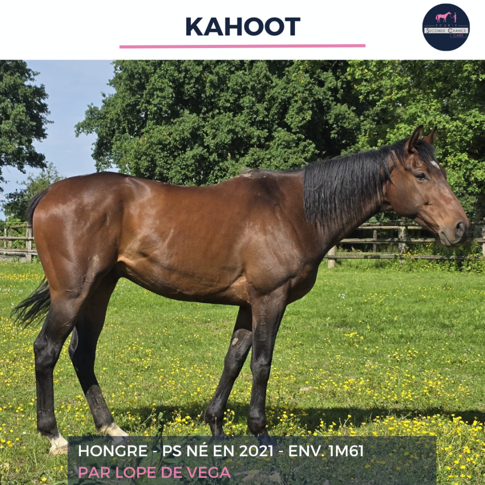 Caballo castrado Pura Sangre En venta 2021 Bayo