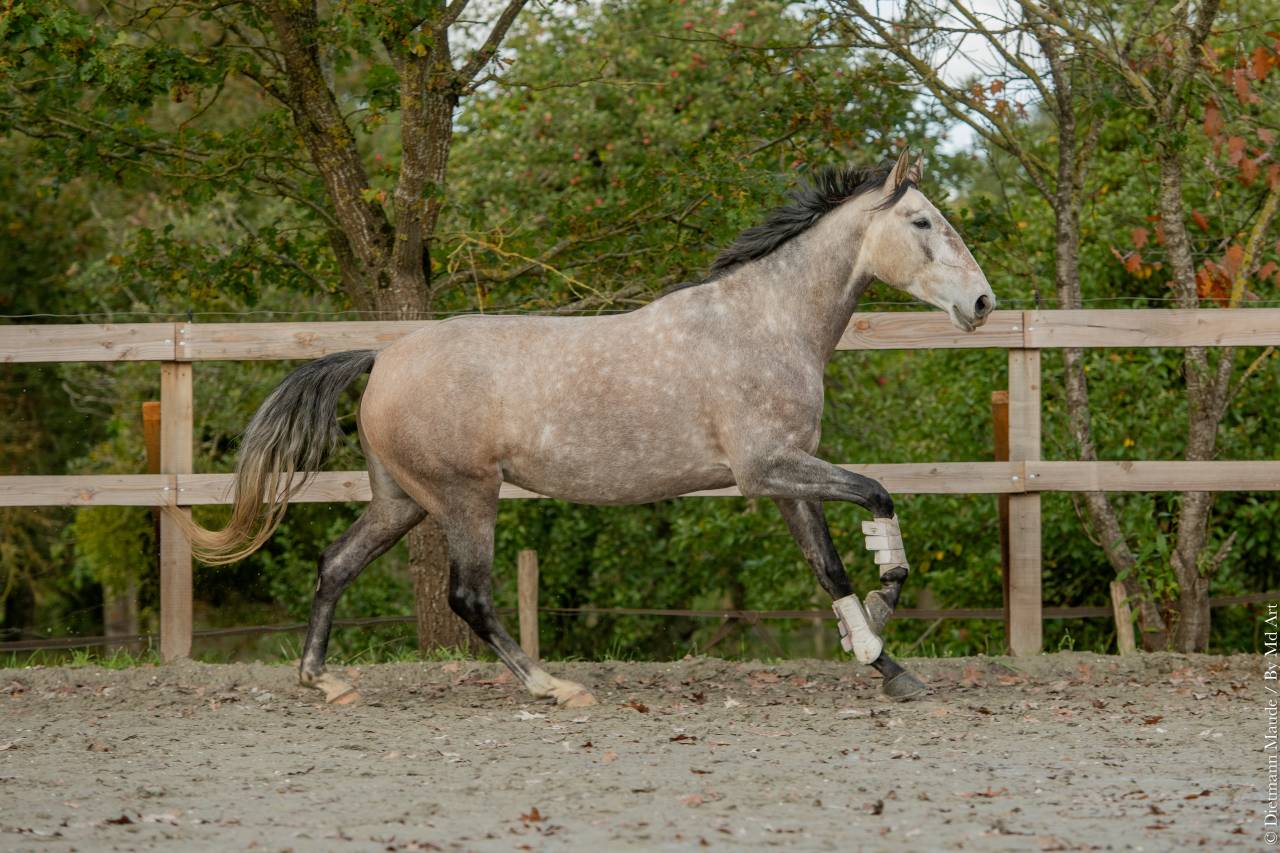 Yegua Lusitano En venta 2020 Tordo