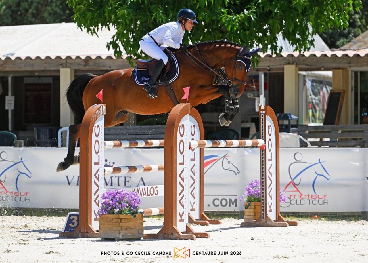 Caballo castrado Silla Franc&eacute;s En venta 2020 Bayo