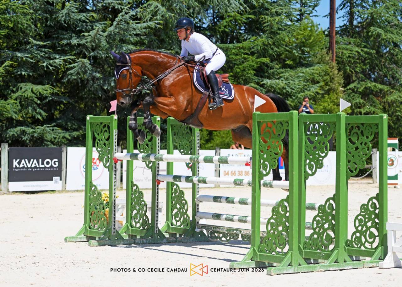 Caballo castrado Silla Franc&eacute;s En venta 2020 Bayo