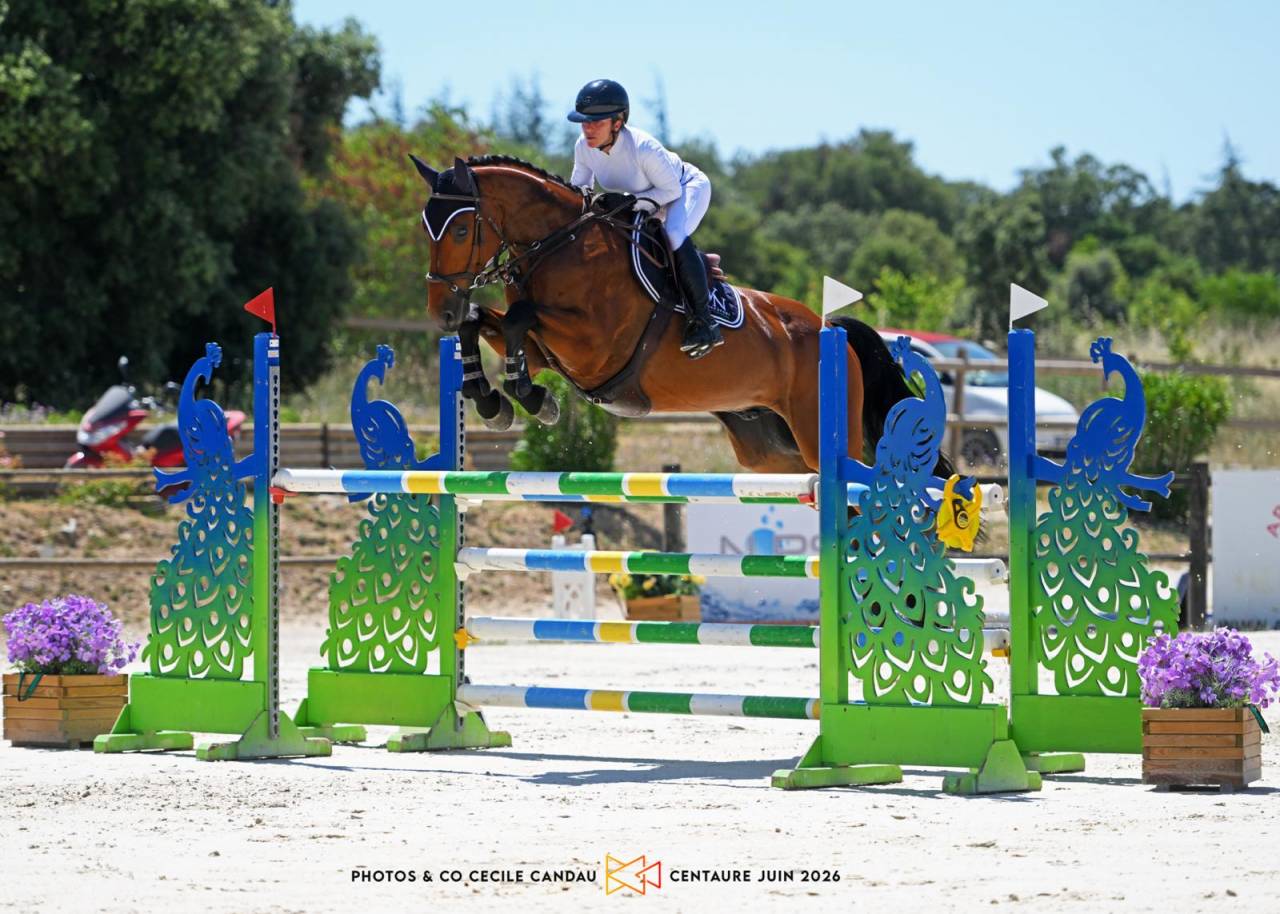 Caballo castrado Silla Franc&eacute;s En venta 2020 Bayo