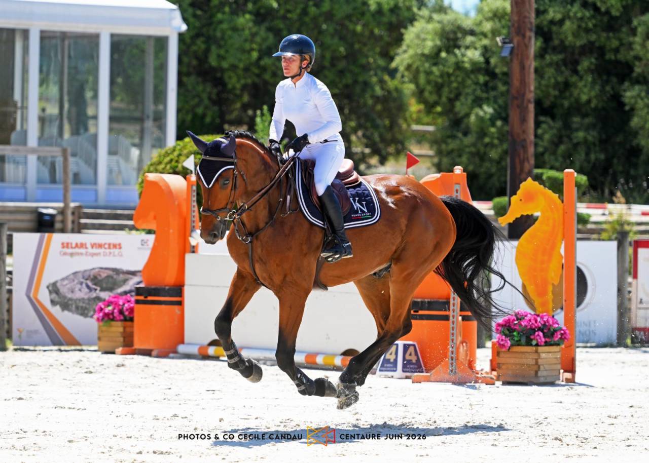 Caballo castrado Silla Franc&eacute;s En venta 2020 Bayo