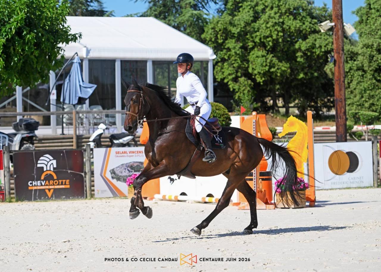 Caballo castrado Silla Franc&eacute;s En venta 2020 Negro