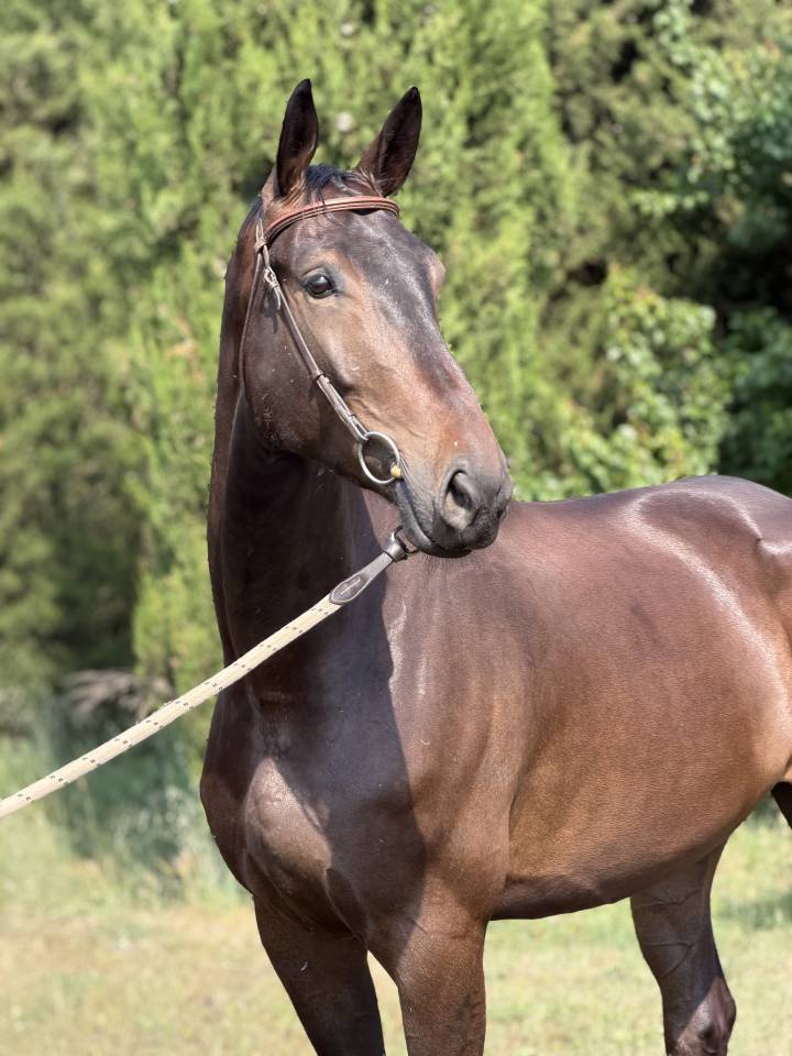 Caballo castrado Silla Franc&eacute;s En venta 2020 Negro