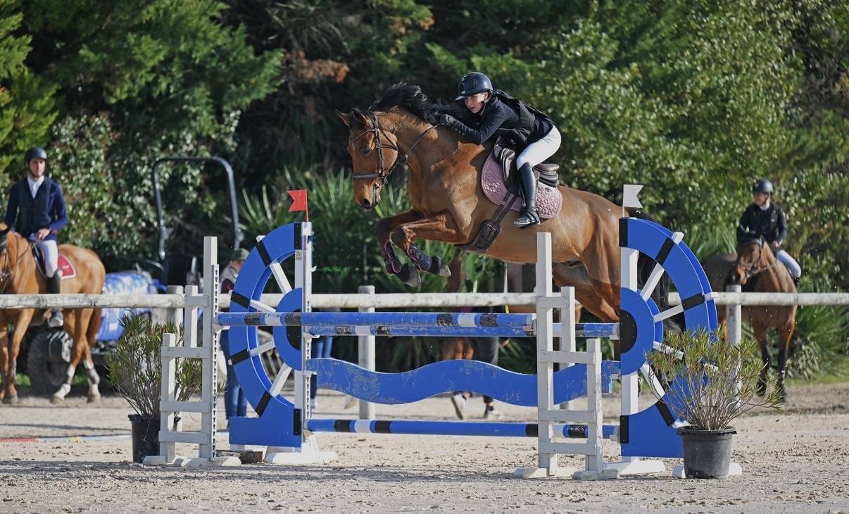 Caballo castrado Silla Franc&eacute;s En venta 2014 Bayo