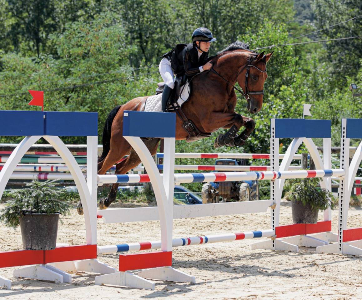 Caballo castrado Silla Franc&eacute;s En venta 2014 Bayo