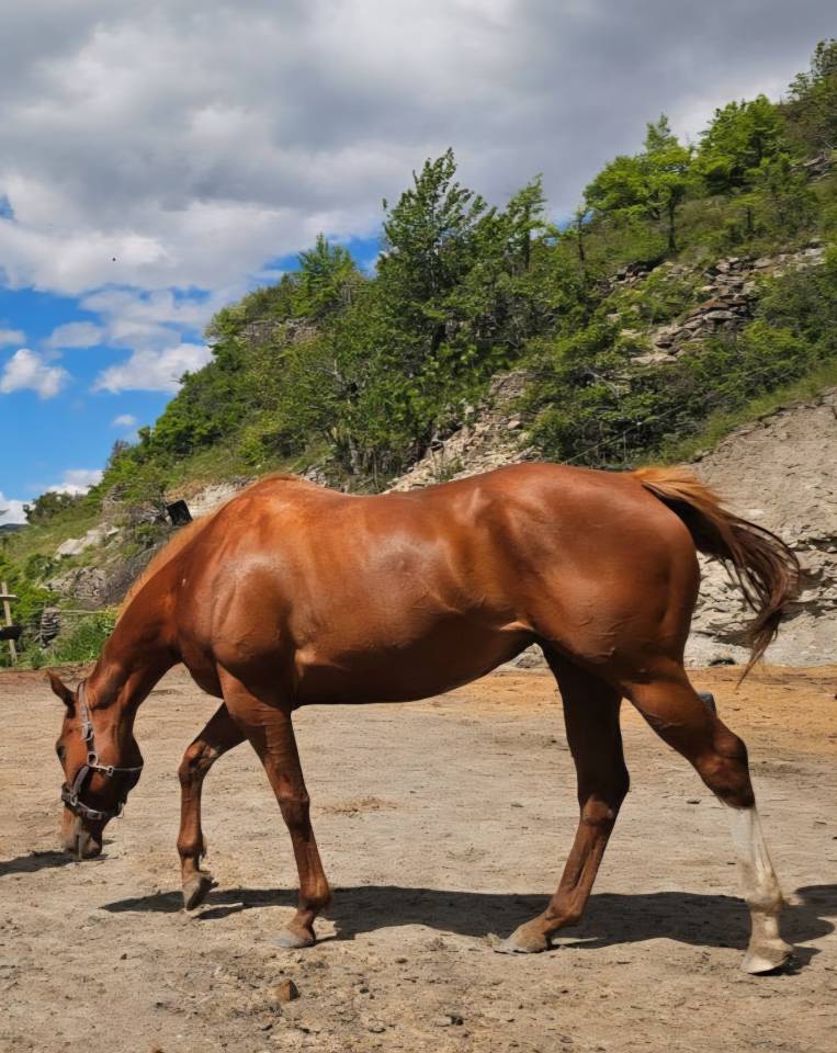Yegua Pura Sangre En venta 2020 Alaz&aacute;n por Dariyan