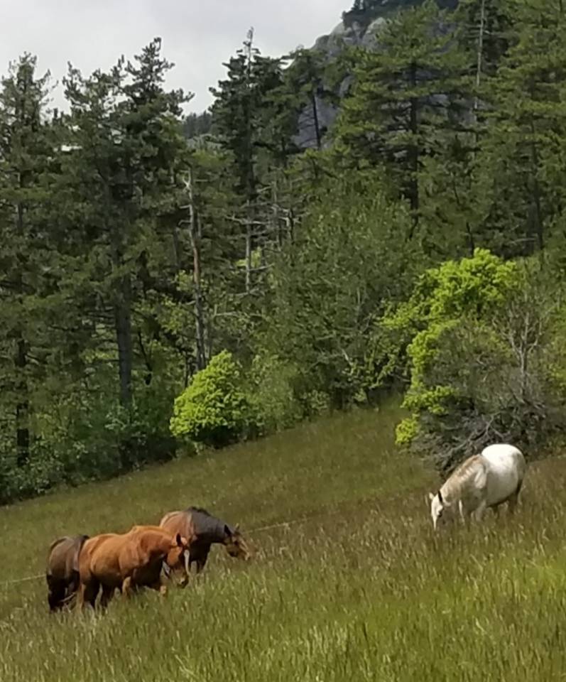 Yegua Pura Sangre En venta 2020 Alaz&aacute;n por Dariyan