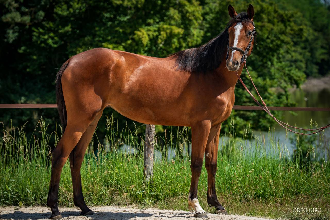 Potranca Caballo de Silla En venta 2024 Alaz&aacute;n por Indian Dafodil