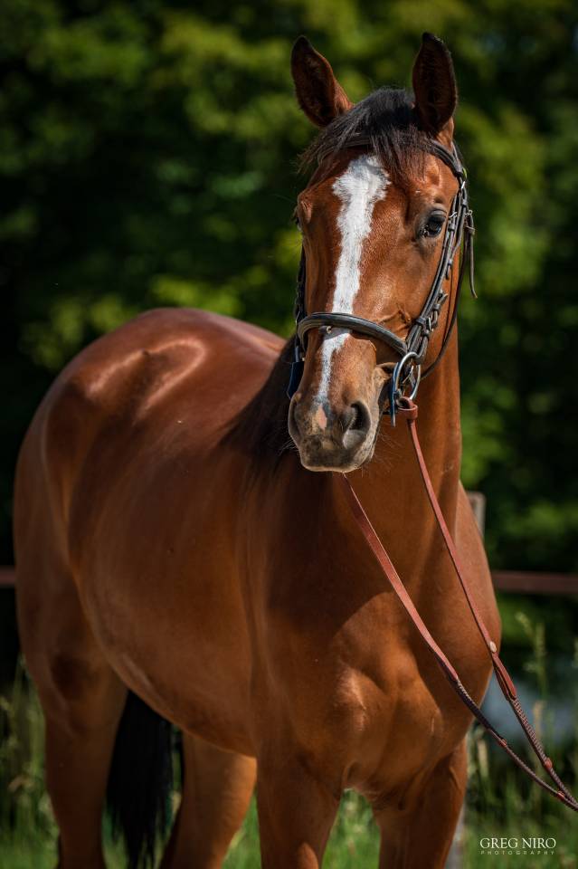 Potranca Caballo de Silla En venta 2024 Alaz&aacute;n por Indian Dafodil