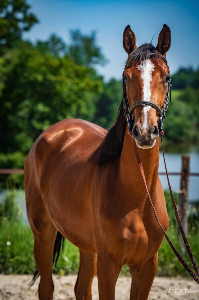 Potranca Caballo de Silla En venta 2024 Alaz&aacute;n por Indian Dafodil