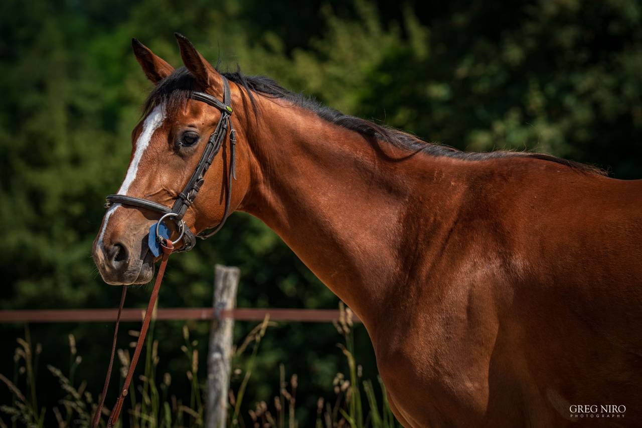 Potranca Caballo de Silla En venta 2024 Alaz&aacute;n por Indian Dafodil