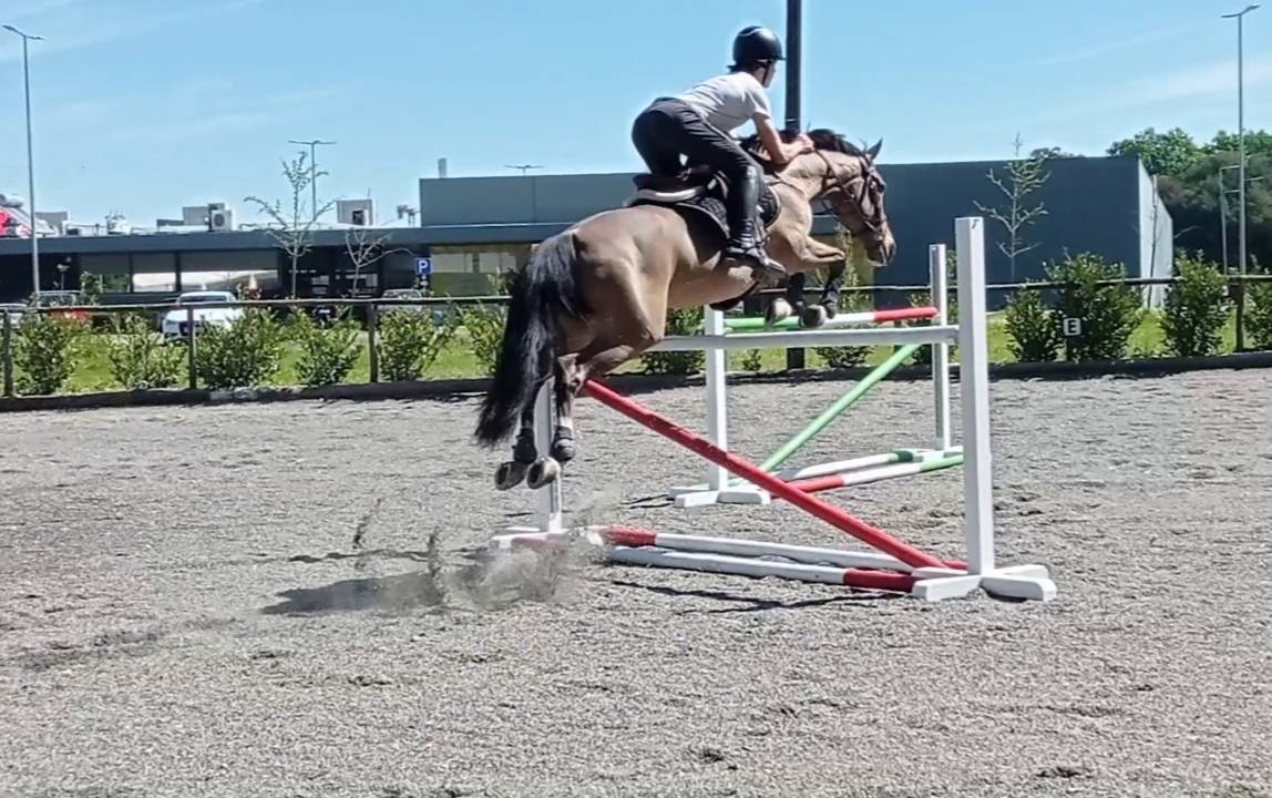 Caballo de Salto 