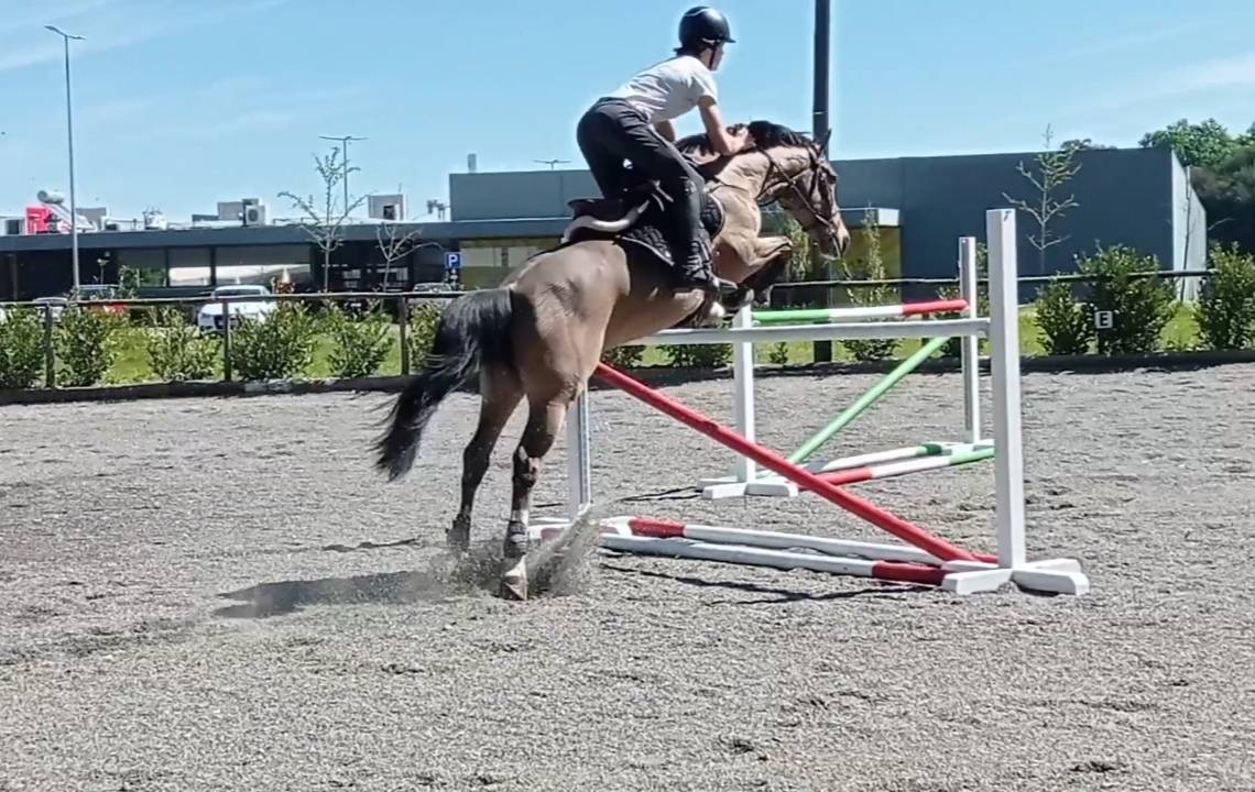 Caballo de Salto 