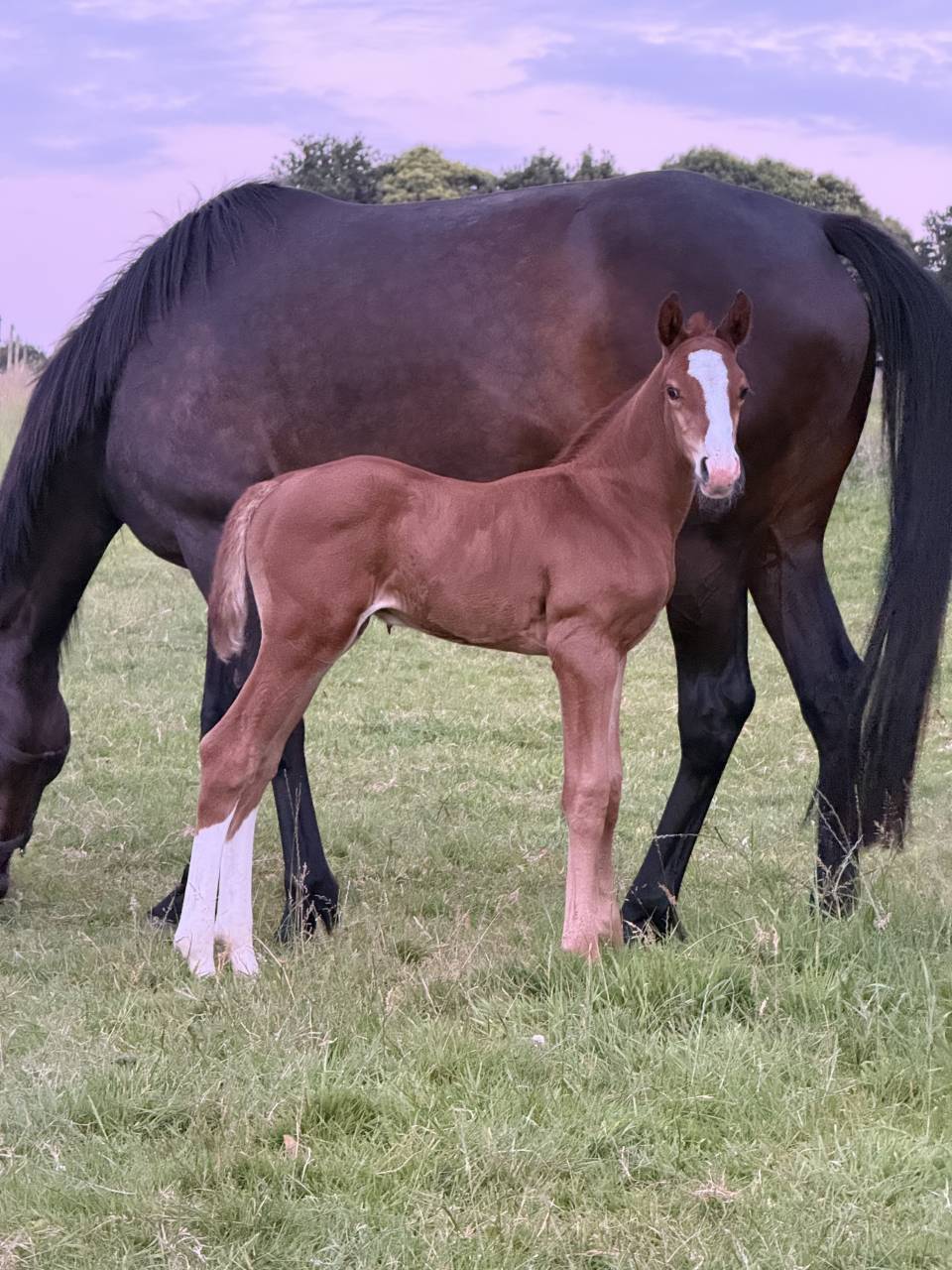 Caballo entero Silla Franc&eacute;s En venta 2026 Alaz&aacute;n por check in