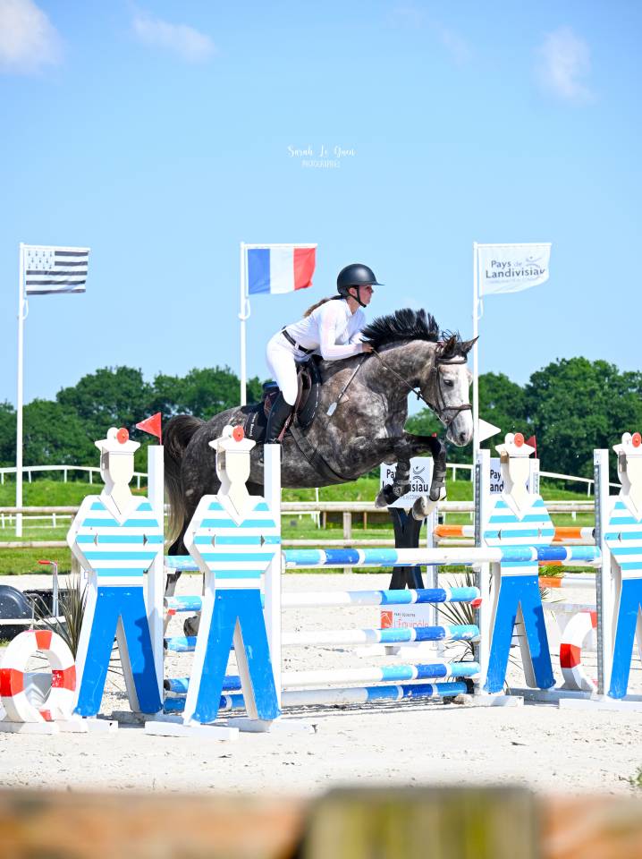 Caballo entero Silla Franc&eacute;s En venta 2026 Alaz&aacute;n por check in