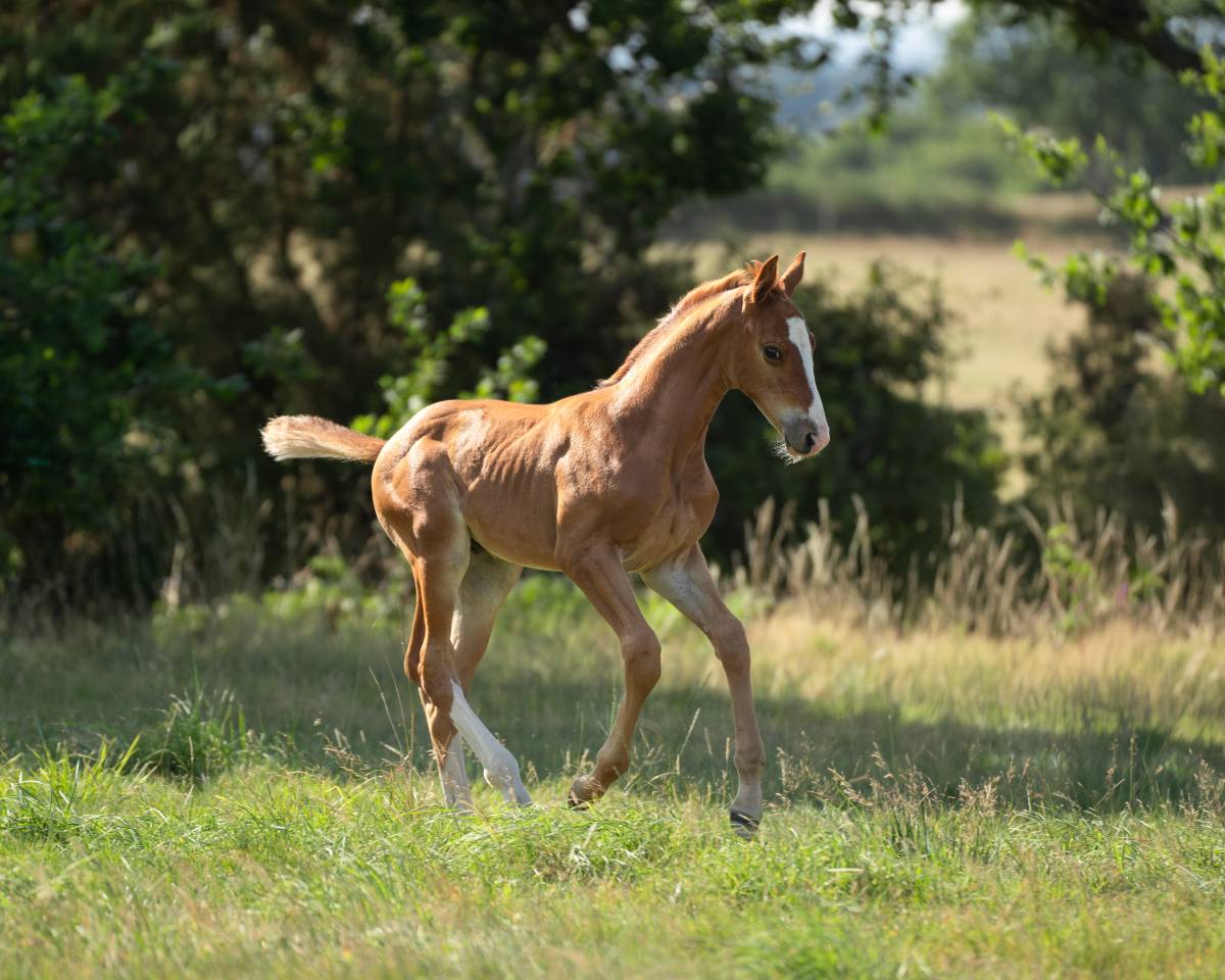 Caballo entero Silla Franc&eacute;s En venta 2026 Alaz&aacute;n por check in