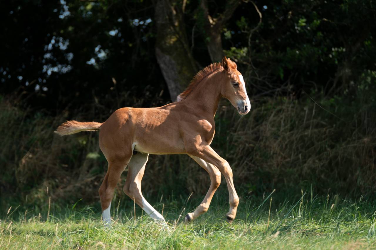 Caballo entero Silla Franc&eacute;s En venta 2026 Alaz&aacute;n por check in