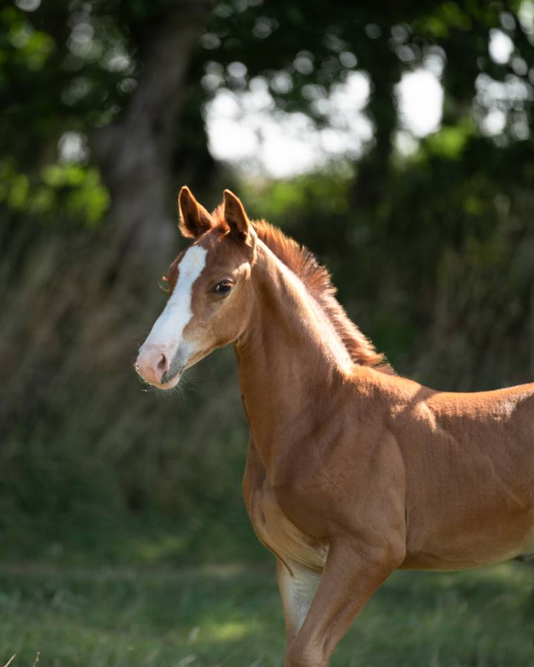 Caballo entero Silla Franc&eacute;s En venta 2026 Alaz&aacute;n por check in
