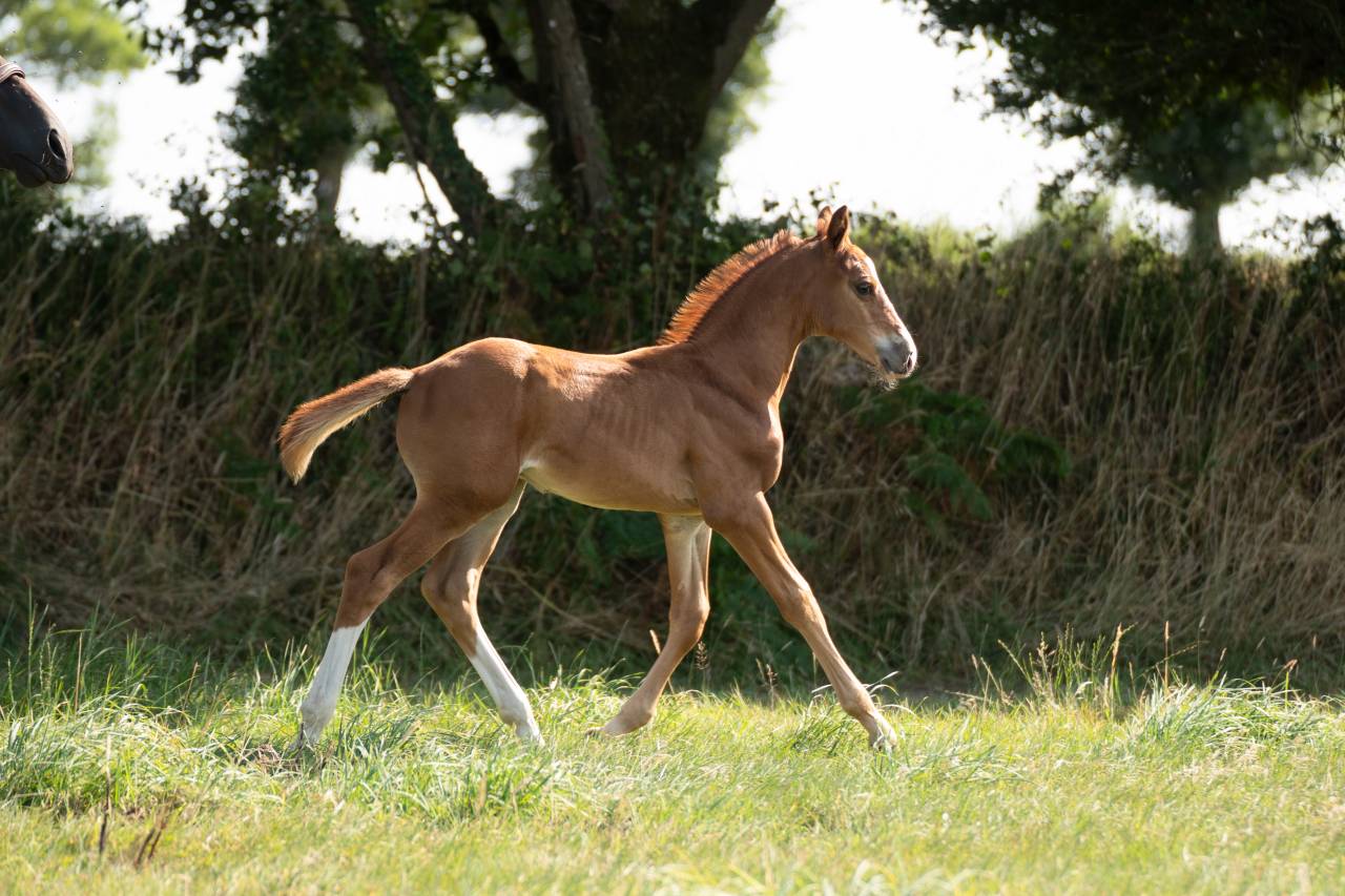 Caballo entero Silla Franc&eacute;s En venta 2026 Alaz&aacute;n por check in
