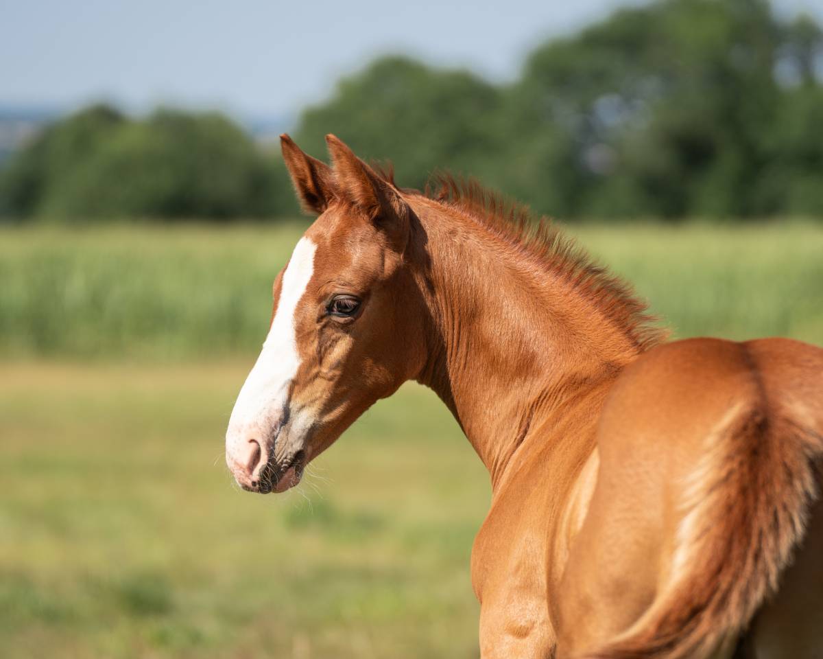 Caballo entero Silla Franc&eacute;s En venta 2026 Alaz&aacute;n por check in