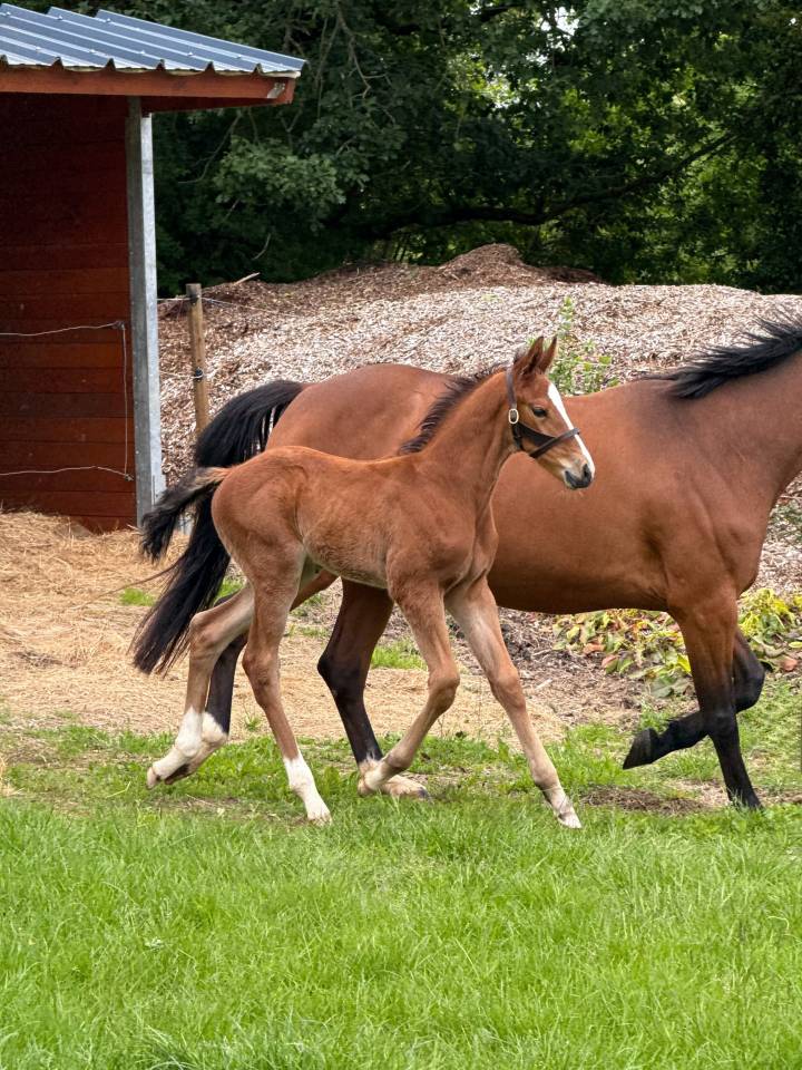 Caballo entero Zangersheide En venta 2026 Bayo por Cashpaid