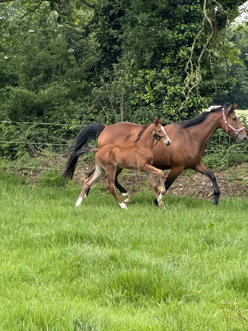 Caballo entero Zangersheide En venta 2026 Bayo por Cashpaid