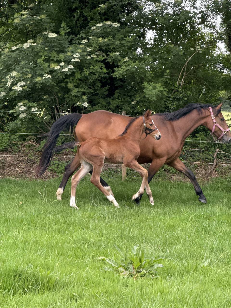 Caballo entero Zangersheide En venta 2026 Bayo por Cashpaid
